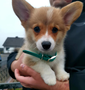 Bürohund Lotte